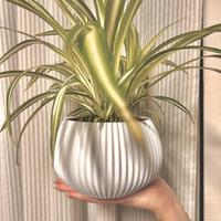 Vaso da interno di design