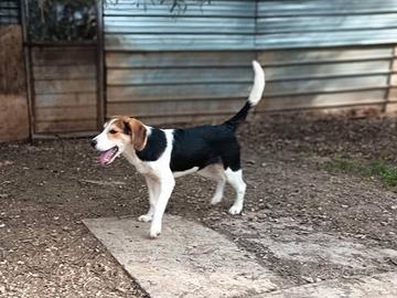 Adizione per incrocio beagle