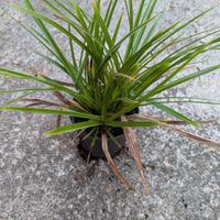 Piante di carex varietà verde scuro 