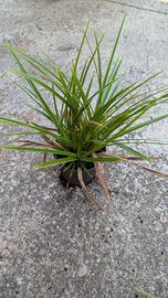 Piante di carex varietà verde scuro 