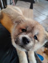 Cuccioli Akita inu