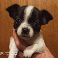Cuccioli di chihuahua