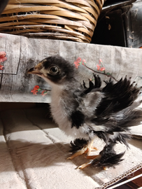 Pulcini coccicina nana riccia