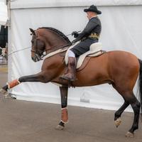 Cavallo PRE 9 anni 1,65 dressage e alta scuola