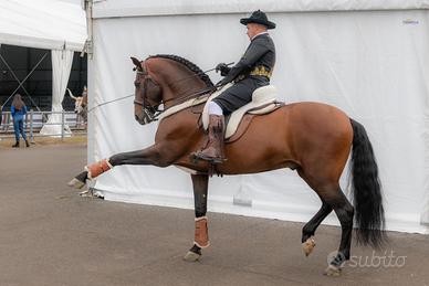 Cavallo PRE 9 anni 1,65 dressage e alta scuola