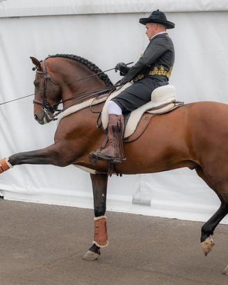 Cavallo PRE 9 anni 1,65 dressage e alta scuola