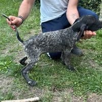 Cucciolo di Bracco Poenter