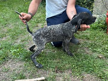 Cucciolo di Bracco Poenter