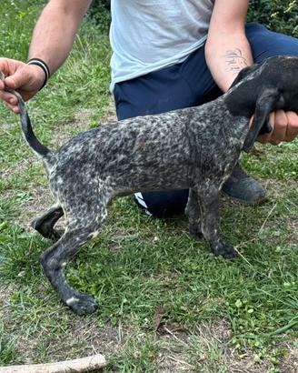 Cucciolo di Bracco Poenter