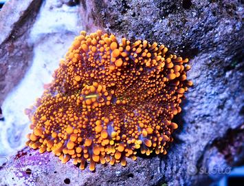 Ricordea Yuma super orange