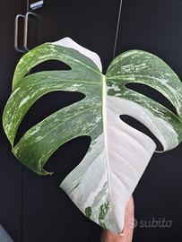 Monstera Deliciosa Variegata 