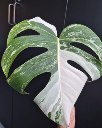 Monstera Deliciosa Variegata 