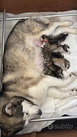 Cuccioli di Alaskan Malamute