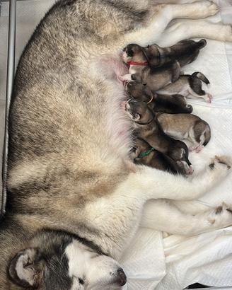 Cuccioli di Alaskan Malamute