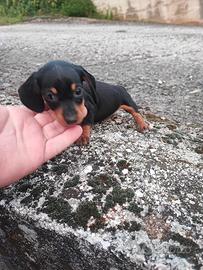 Bassotto Tedesco Cuccioli