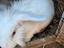 Immagine 4
