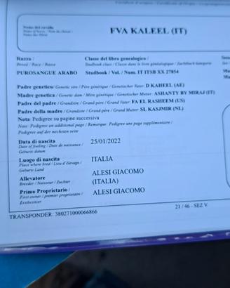 Purosangue arabo
