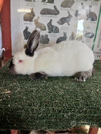 Conigli di razza