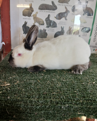 Conigli di razza