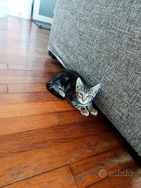 Gattino mix bengala