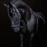 Frisone 2015 castrone