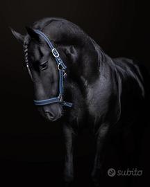 Frisone 2015 castrone