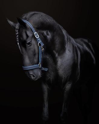 Frisone 2015 castrone