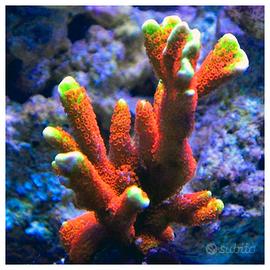 Montipora Firest Fire
