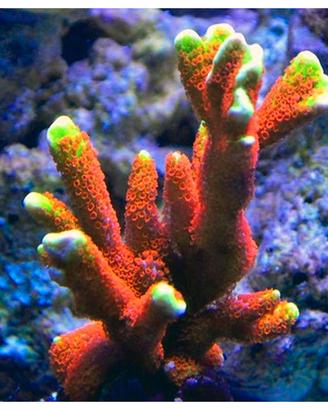 Montipora Firest Fire