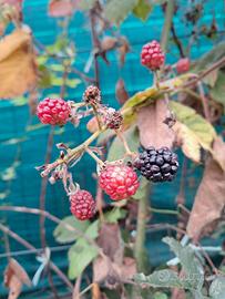 piante di more senza spine 