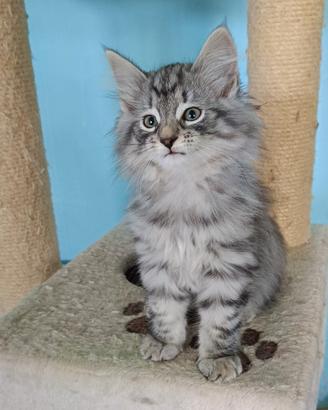 Cuccioli gatti Norvegesi