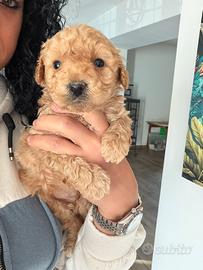 Barboncini toy e minitoy