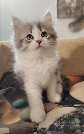 Gattino siberiano