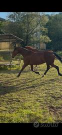 Cavallo 10 anni
