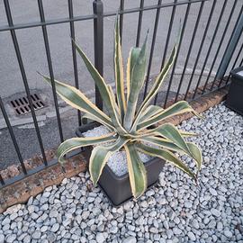 Agave