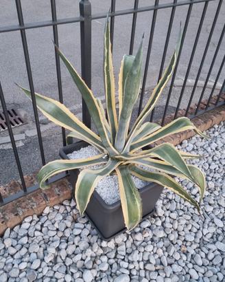 Agave