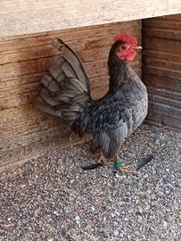 Gallo Serama blu del 2026