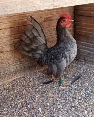 Gallo Serama blu del 2026