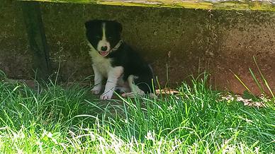 Cuccioli border collie