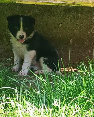 Cuccioli border collie