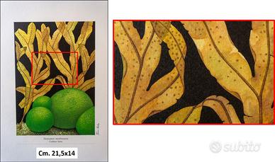 Stampe di Franco Testa - (Giardini sommersi)