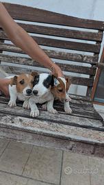Jack Russell