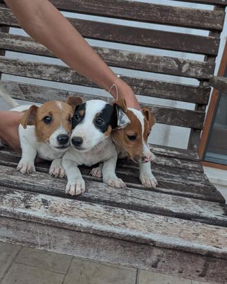 Jack Russell
