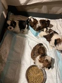 Cuccioli shih-tzu 60 giorni