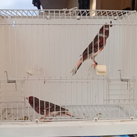 Arlecchino Portoghese 2025 Giugliano in Campania