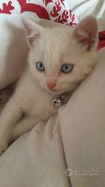 Gattino metà ragdoll maschio