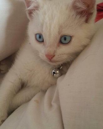 Gattino metà ragdoll maschio