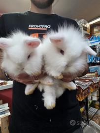 Conigli nani pelo lungo