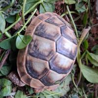 Tartarugh di terra baby sarde marginate