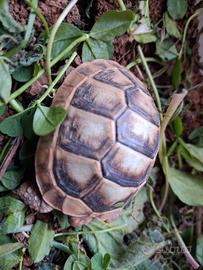 Tartarugh di terra baby sarde marginate